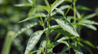 Green Chiretta P.E. - Ratio 5:1 (25 Kg)