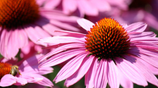 Echinacea P.E. - 3% Chicoric acid 2,4% Fructofuranosides