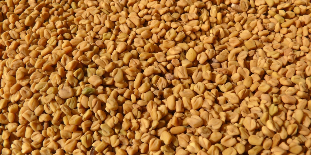 Fenugreek P.E. - 60% Saponins