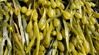 Fucus P.E. - 0.2% Iodine