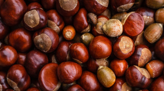 Horse Chestnut P.E. - 20% Aescin