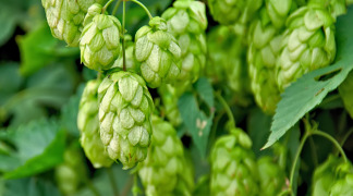 Hops P.E. - Ratio 7.5/1, 0.4% Flavonoids