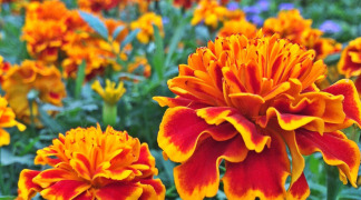 Marigold P.E. - 5% Lutein, 0.5% Zeaxanthin