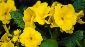 Evening-primroseP.E. - Ratio 13/1, 40% Polyphenols