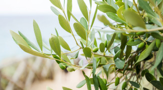 Olive Leaf P.E. - Ratio 5/1, 20% Oleuropein