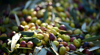Olive P.E. - 15% Hydroxytyrosol. 25% Polyphenols