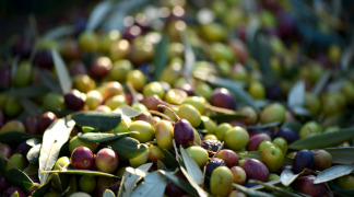 Olive P.E. - 20% Oleuropein
