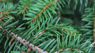 Phytopin - fitoesteroles (> 99%)