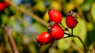 Dog Rose Fruit P.E. - Ratio 6/1