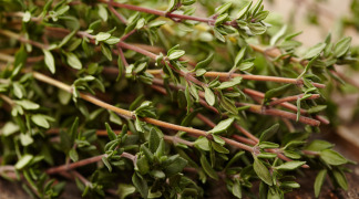 Thyme P.E - 0,3% Thymol