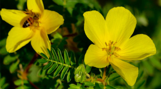 Tribulus P.E - 40% Saponins