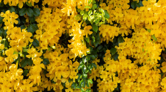 Cat'S Claw P.E - Ratio 5-8:1