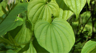 Wild Yam P.E - Ratio 10/1