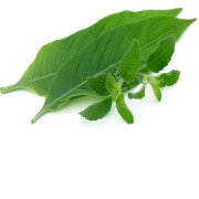 Adhatoda Vasica Extract (Adhatoda vasica)