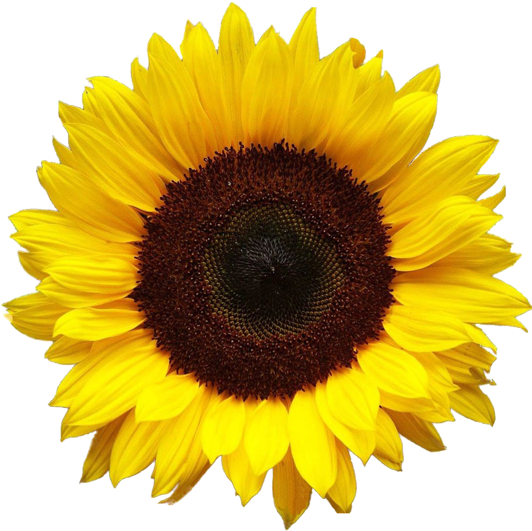 SunPC® Sunflower Phosphatidylcholine