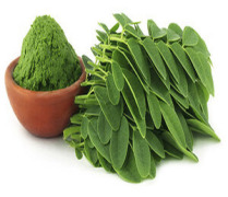 Moringa Oleifera Extract (Moringa Oleifera)