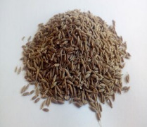 Cumin Oleoresin (Cuminum cyminum)