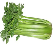 Celery Oleoresin (Apium graveolens)