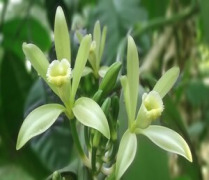 Vanilla Oleoresin (Vanilla planifolia)