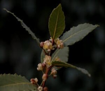 Bay Leaf Essential Oil (Laurus nobilis)