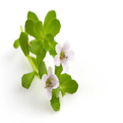 Bacopa Monnieri Extract/Brahmi Extract (Bacopa monnieri)