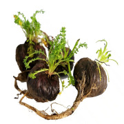 Black Maca Extract (Lepidium meyenii)