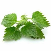 Stinging Nettle Root Extract (Urtica dioica L.)