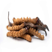 Cordyceps Sinensis Extract (Cordyceps sinensis)