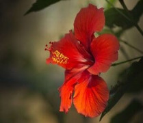 Hibiscus Flower Extract (Hibiscus rosa-sinensis)