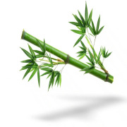 Bamboo Extract (Bambusa vulgaris)