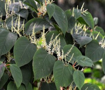 Polygonum Cuspidatum Extract (Polygonum cuspidatum)