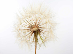 Dandelion Extract (Taraxacum officinale)