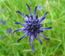 Devil’s Claw Extract (Harpagophytum procumbens)