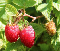Raspberry Powder (Rubus idaeus)