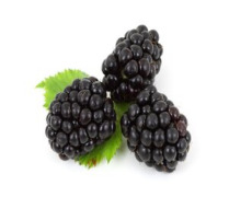 Blackberry Powder (Rubus fruticosus)