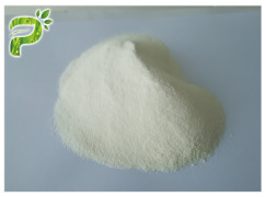 Inulin Powder, China Chicory source
