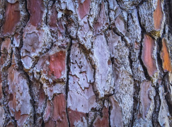 Fenoprolic® Organic Pine bark extracts