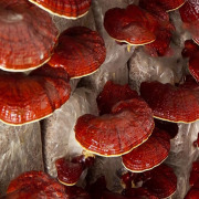 Ganoderma Extract
