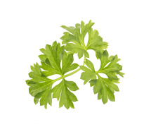 Parsley Seed Oil