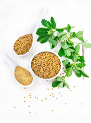 Fenugreek