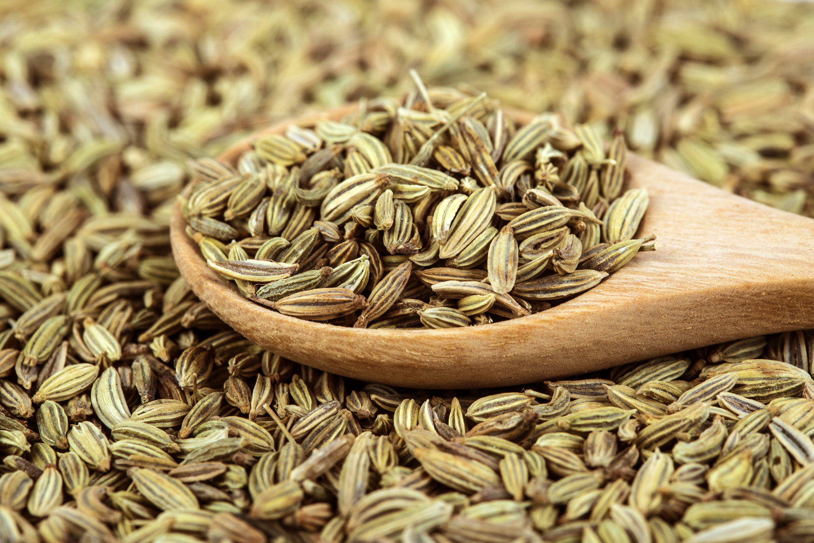 Fennel Seed
