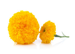 Marigold Extract