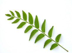 Curry Leaf Oleoresin