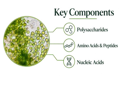 Cpogen®Chlorella Growth Factor (C.G.F.)