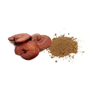 Ganoderma Dry Extract
