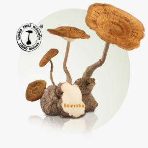 LiGNO TM02® Patented Tiger Milk Mushroom