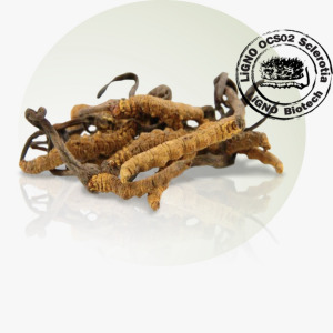 LiGNO OCS02® Ophiocordyceps sinensis