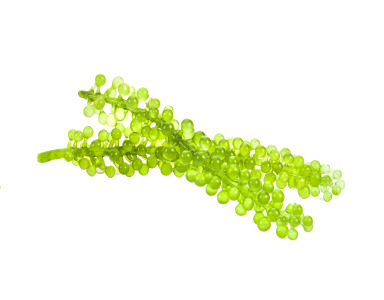 AlgalPure DHA® - Algae DHA Oil