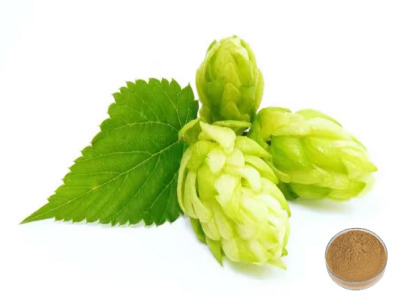 Hops Extract 5% Xanthohumol Powder | Humulus Lupulus Powder | Ingredient for Sleep Support