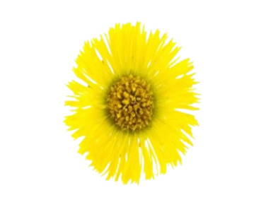 Coltsfoot